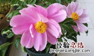 水养芍药花的养护方法水位 水养芍药花的养护方法