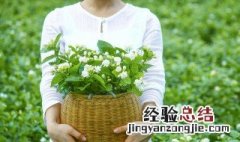 茉莉苗移栽方法 茉莉盆栽如何换盆