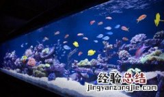 鱼入缸消毒方法 鱼入缸消毒方法有什么