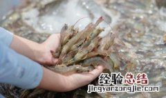 活虾存放方法 活虾存放方法是什么