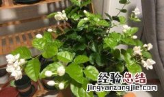 养茉莉花的禁忌 养茉莉花的禁忌与副作用