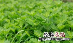 艾草籽播种方法 艾草如何分株繁殖