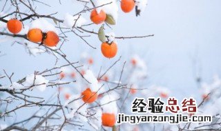 柿子放冰箱好还是不放好 柿子放冰箱还是常温好