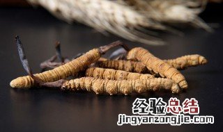 冬虫夏草的禁忌人群 冬虫夏草有哪些人不适合吃