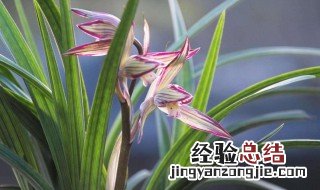 初养兰花四禁忌 初养兰花者养什么兰花