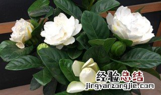 栀子花就得这样养活吗 栀子花就得这样养