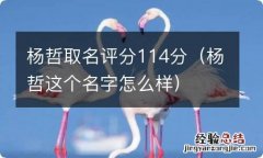 杨哲这个名字怎么样 杨哲取名评分114分