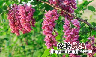 红洋槐花能吃吗 红洋槐花能吃吗怎么吃