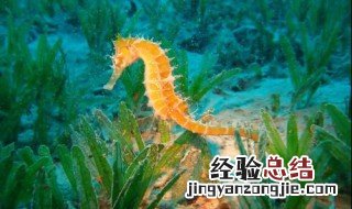 海马如何分公母 海马分公母的方法