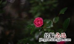 山茶花适合送什么人 山茶花可以送女朋友吗