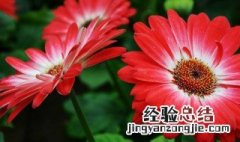 非洲菊花语是什么送什么人好 非洲菊花花语象征与寓意