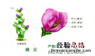 什么是闭花授粉 闭花授粉是什么