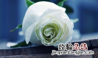 白玫瑰花代表什么意思 关于白玫瑰花的介绍