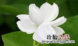 梦见白花是什么意思 梦见白花是什么征兆