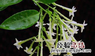 夜来香种植注意事项 关于夜来香种植注意事项