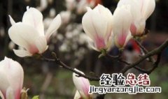 为什么家里不要种玉兰花 家里不能种玉兰花的原因