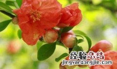 家里院子种什么树好 适合家里院子种的四种树介绍