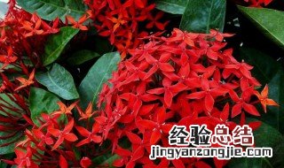 仙丹花怎么养才开花 仙丹花怎么养