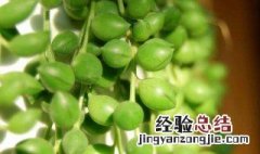 佛珠吊兰的养殖方法 佛珠吊兰的养殖方法视频