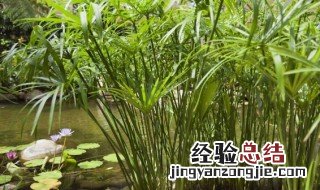 水生植物怎么养得好 水生植物怎么养才好