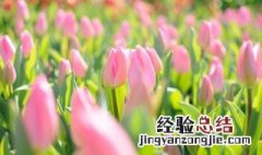 郁金香怎么养殖 郁金香怎么养殖方法水培