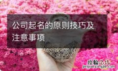 公司起名的原则技巧及注意事项