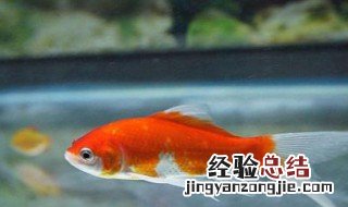 金鱼怎么看雄性和雌性的区别 金鱼怎么看雄性和雌性