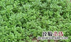 豆瓣菜是什么菜图片 别名 豆瓣菜是什么菜