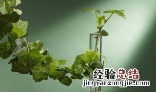 在家里种什么藤类植物好 关于在家里种什么藤类植物好