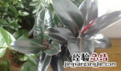 在家里种什么植物可以辟邪 适合种在家里辟邪的树