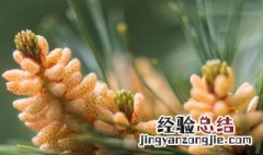 松树花粉采集方法 松树花粉怎么采集