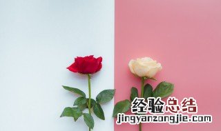 为什么黄玫瑰不能随便送人 为什么黄玫瑰不能随便送人呢