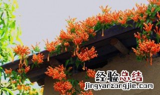 炮仗花是什么花序 炮仗花是什么花