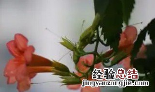 炮仗花与凌霄花有什么区别 炮仗花和凌霄花哪个花期长