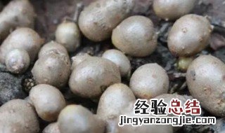 山药和山药豆哪个更好 山药好还是山药豆好,那个营养价值高