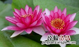 并蒂莲的花语和象征意义 并蒂莲花的花语是什么