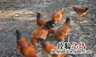 夏天养鸡注意什么 夏天养鸡注意哪些