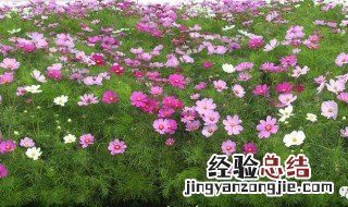 大波斯菊的花期长吗 大波斯菊有什么花语和寓意