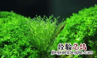 割水草技巧 割水草技巧介绍