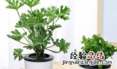 家里种什么植物空气好 家里种什么植物好