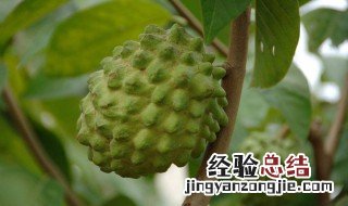 释迦果吃不完怎么保存 没熟的释迦果怎么保存