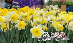 水仙花怎么养? 水仙花怎么养具体方法