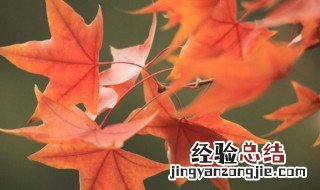 什么是元宝枫植物 什么是元宝枫