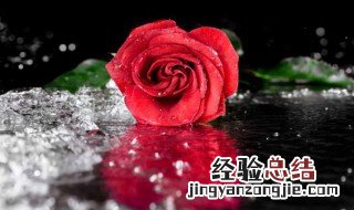 表白时送什么花比较好呢 表白时送什么花比较好