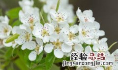 梨花有花蕊吗 梨花的花蕊是什么颜色的