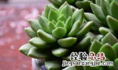 春天多肉植物怎么浇水 春天养多肉怎么浇水