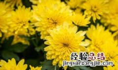 清明菊花的种植方法 什么时间种最合适