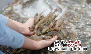 新鲜活虾保存方法 如何保存活虾