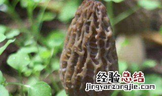 羊肚菌放冰箱可以保存多久 羊肚菌放冰箱可以保存多久吃