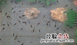 丰年虾卵放冷藏 丰年虾卵存放方法